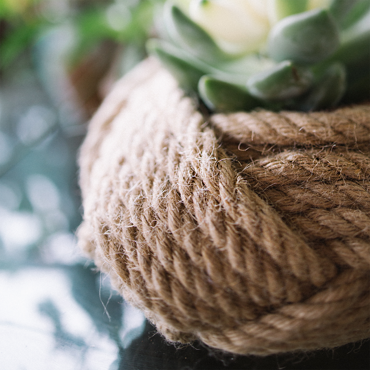 Close-up of a succulent plant in a pot wrapped with thick jute rope on reflective surface