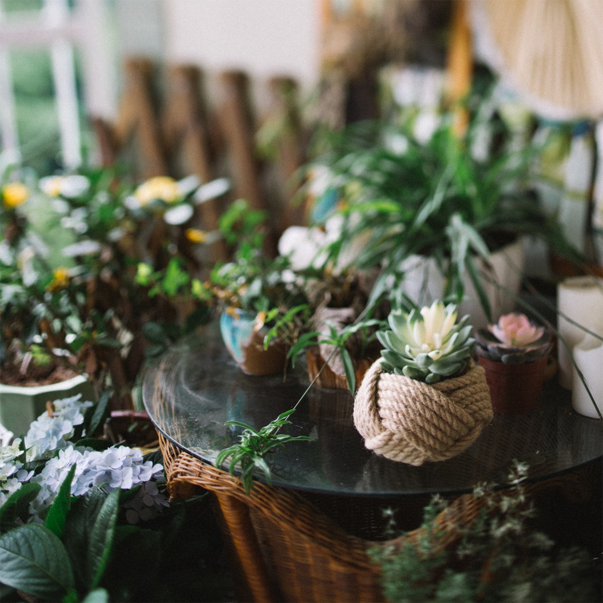 Assorted potted plants on a glass-topped wicker table indoors with natural light.